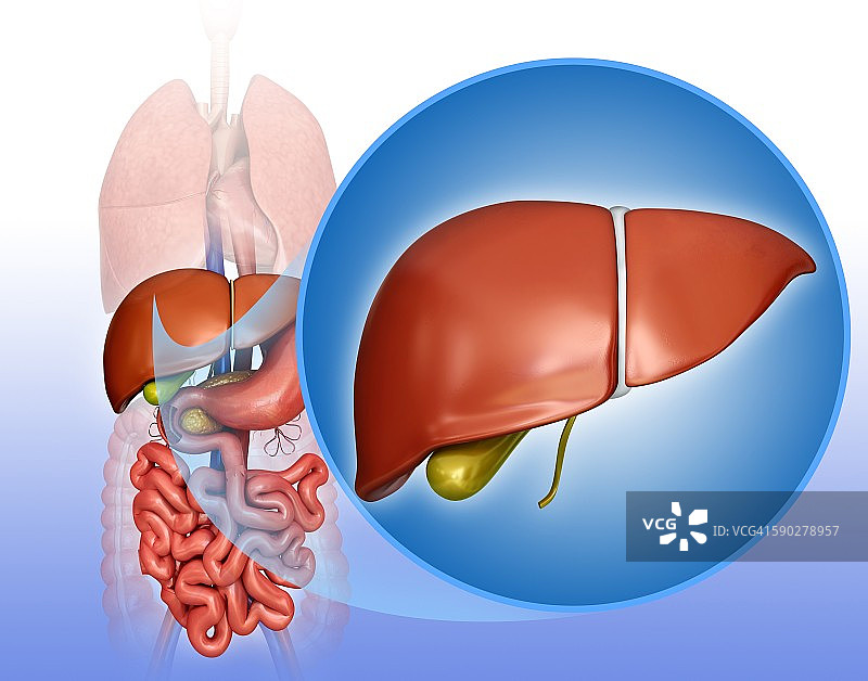 肝脏和胆囊，图示图片素材