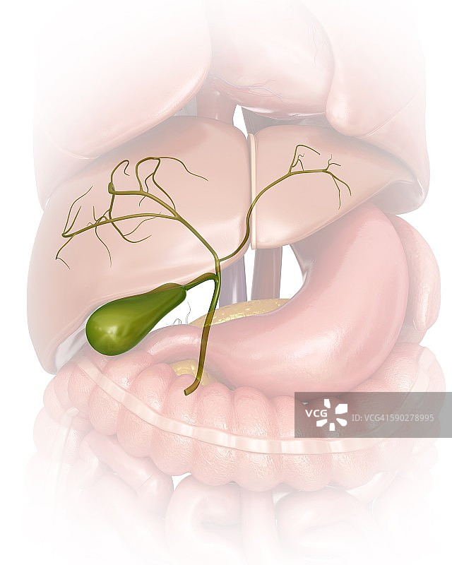人类胆囊，插图图片素材