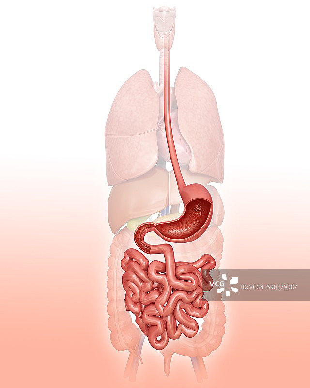 人体消化系统示意图图片素材