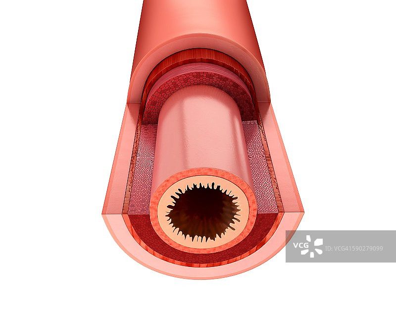 小肠壁插图图片素材