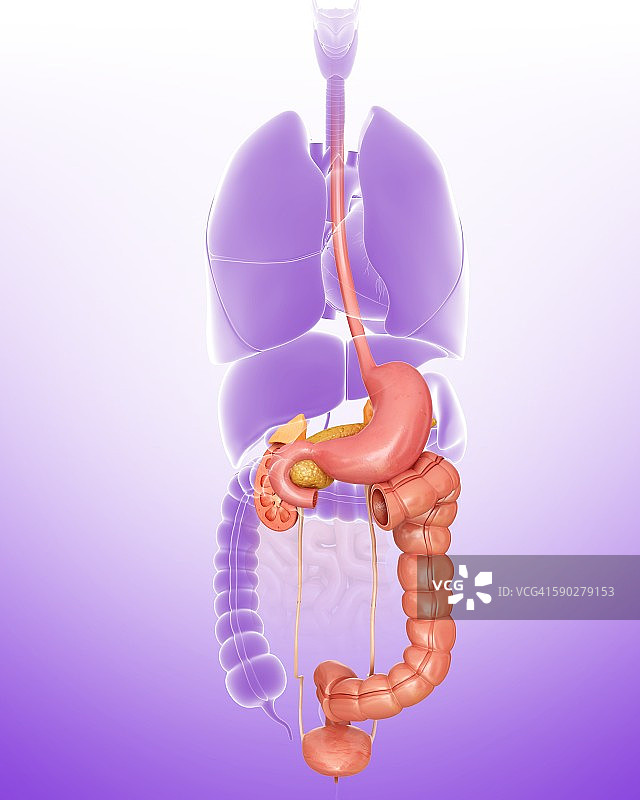 人体内部器官，插图图片素材
