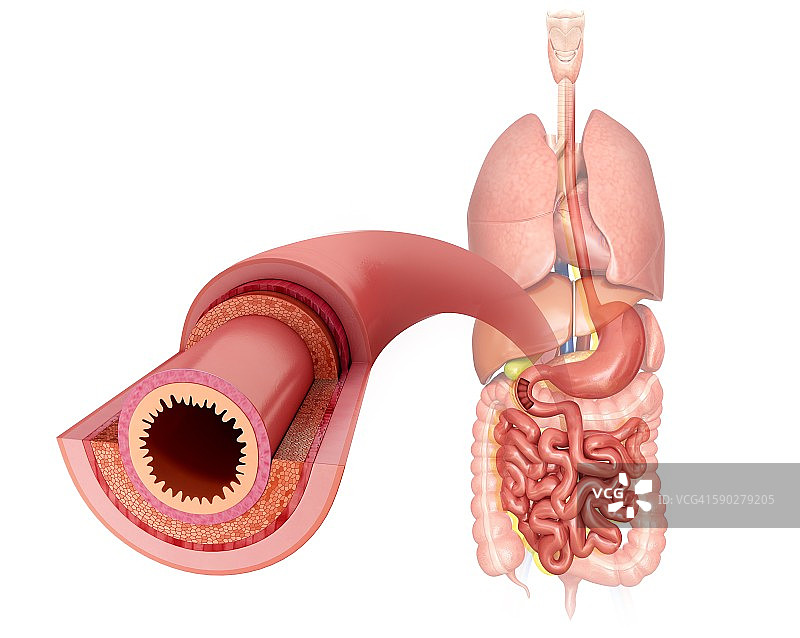 小肠壁插图图片素材