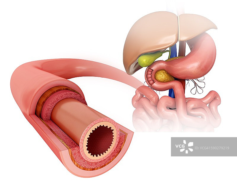 小肠壁插图图片素材