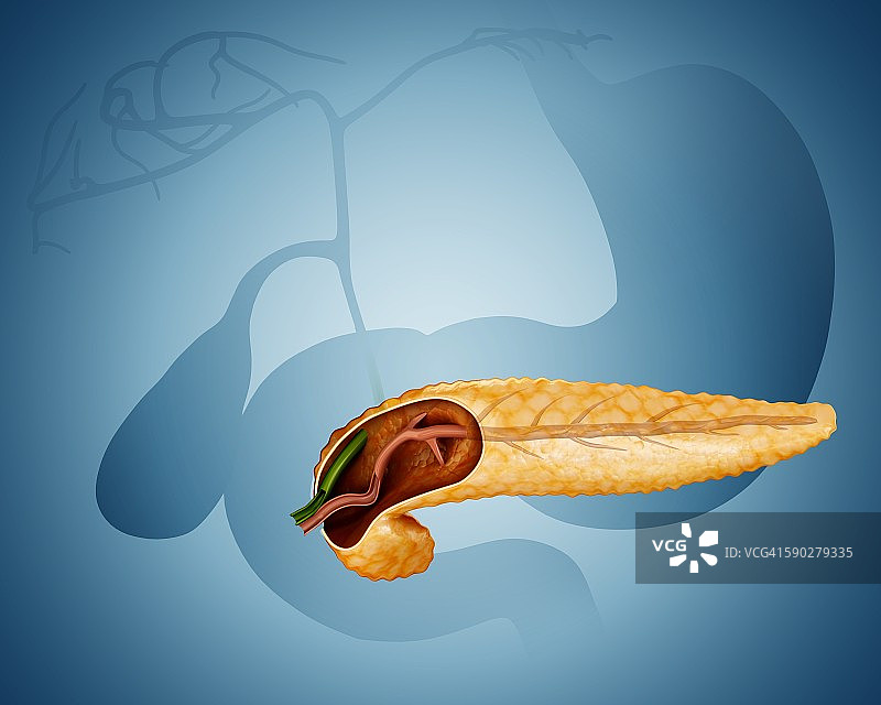 胰腺横截面，图示图片素材