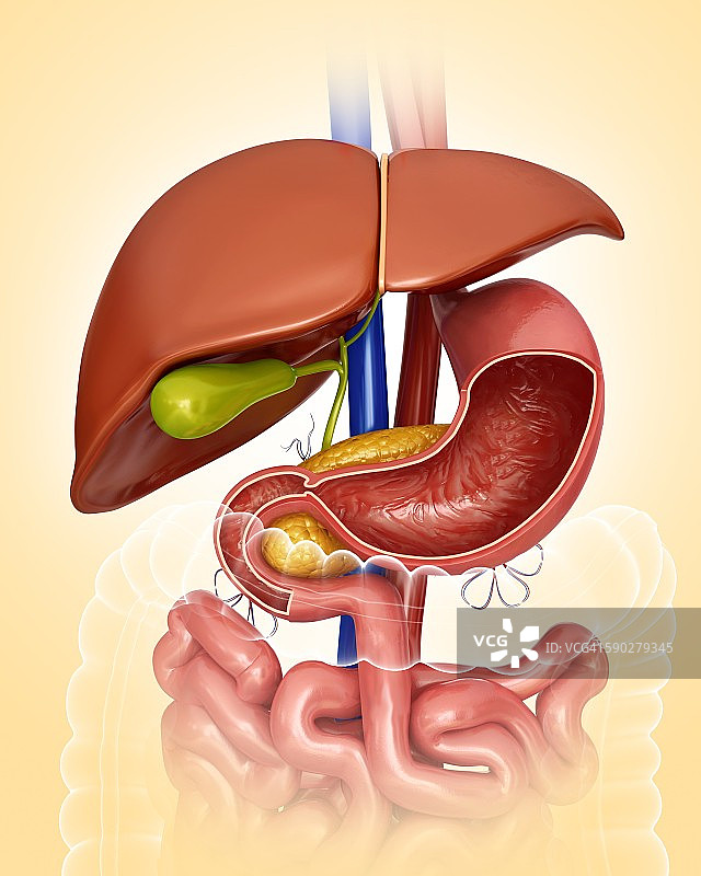 肝脏和胃部插图图片素材