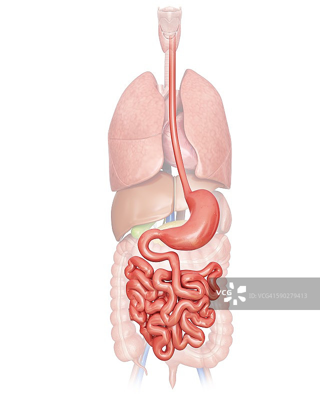 人体消化系统示意图图片素材