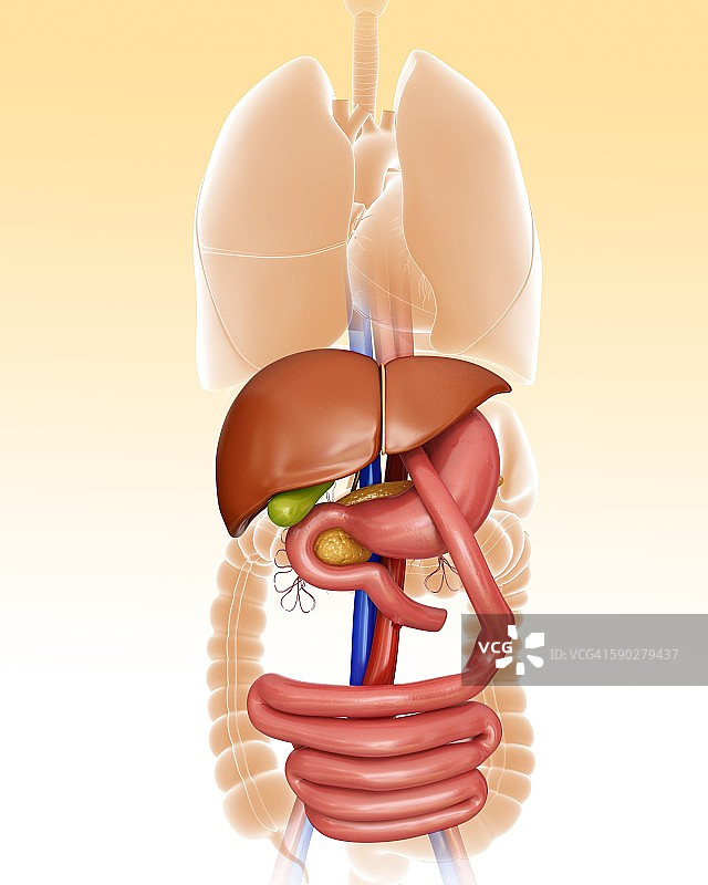 胃旁路手术示意图图片素材