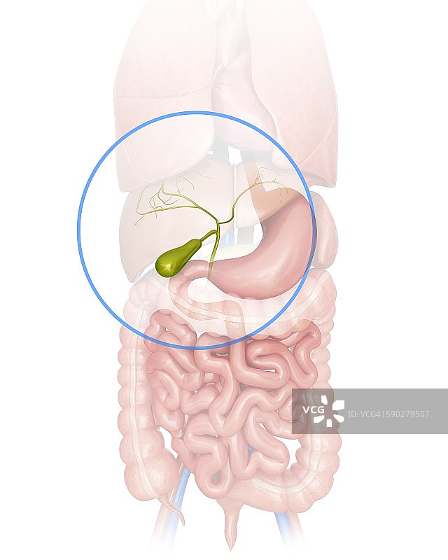 人类胆囊插图图片素材