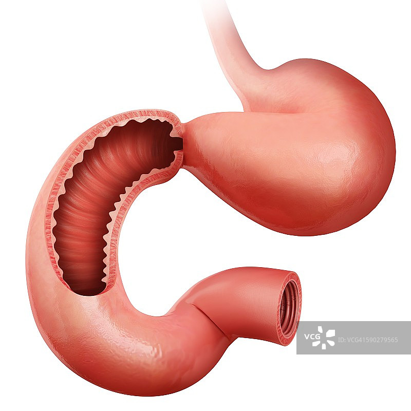 小肠、插图图片素材