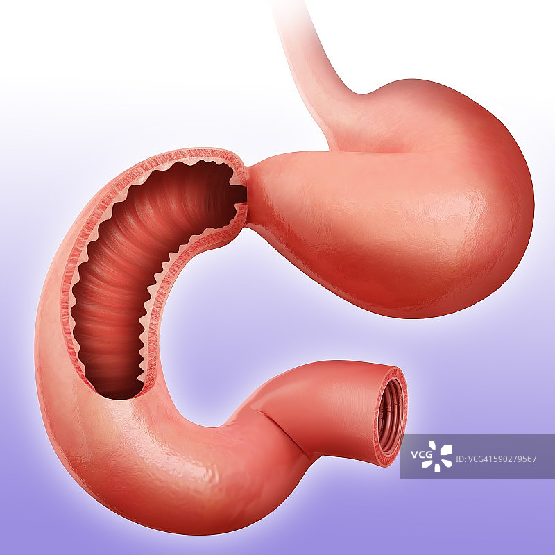 小肠、插图图片素材