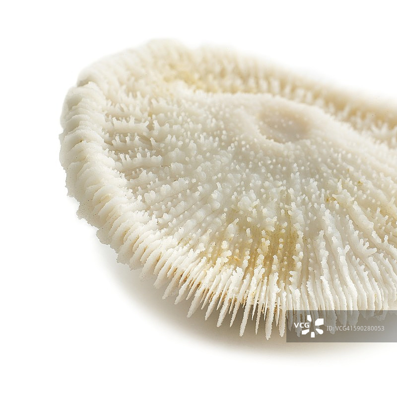 蘑菇珊瑚图片素材