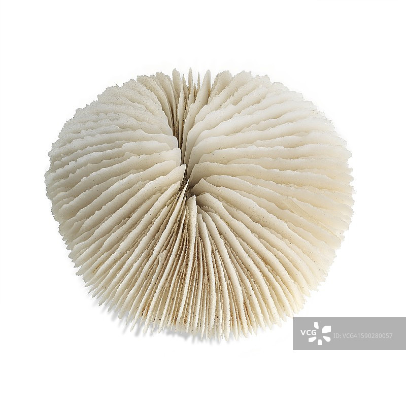 蘑菇珊瑚图片素材