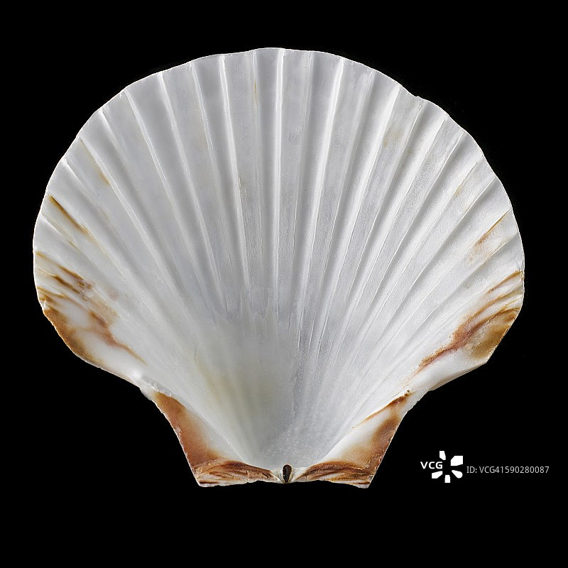 扇贝壳图片素材