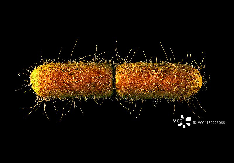 大肠杆菌图片素材