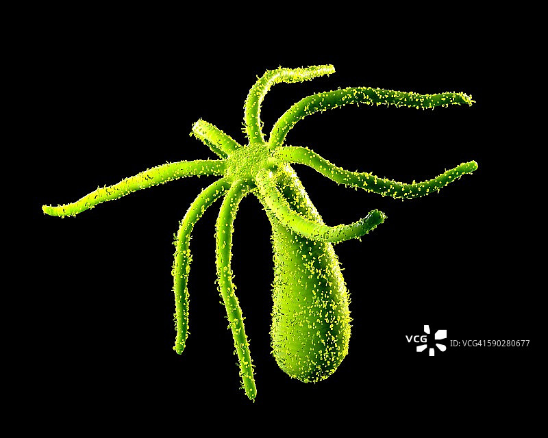 九头蛇插画图片素材