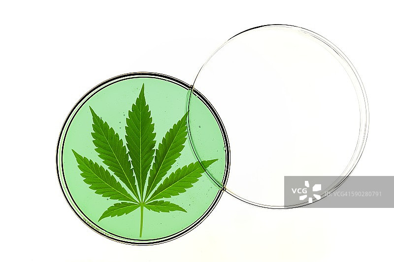 培养皿中的大麻叶图片素材
