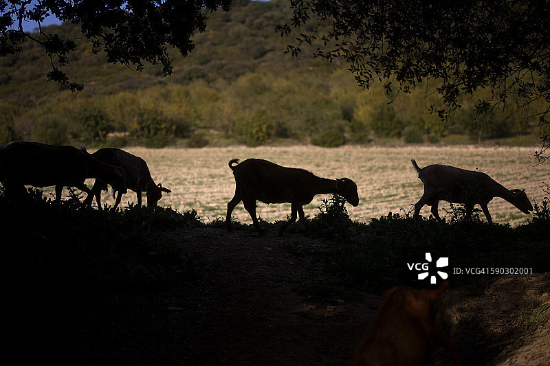 山羊在转基因向日葵单一作物田附近行走图片素材