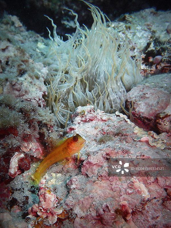 小型黄鱼图片素材