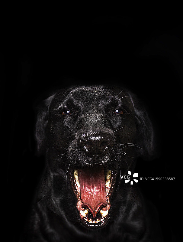 犬吠声图片素材