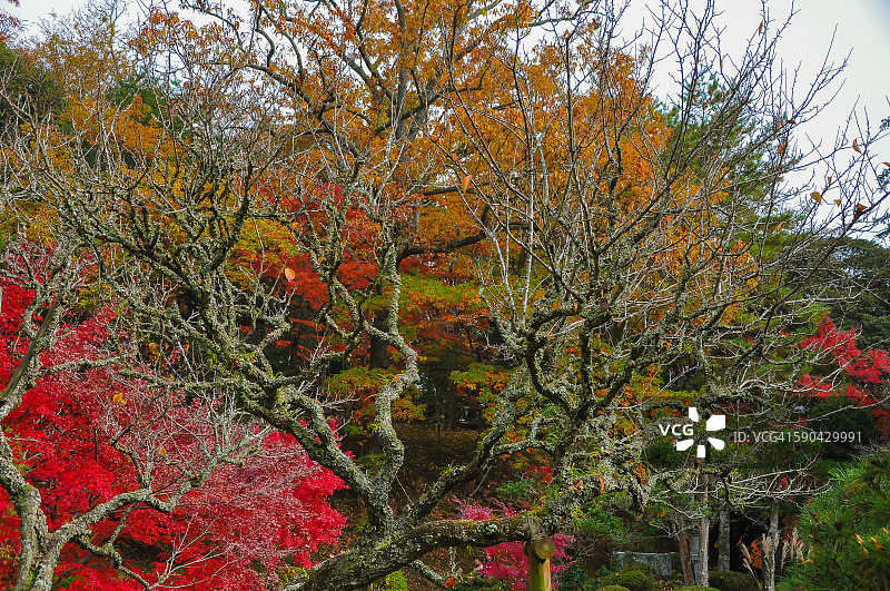 公园里秋叶的树木图片素材