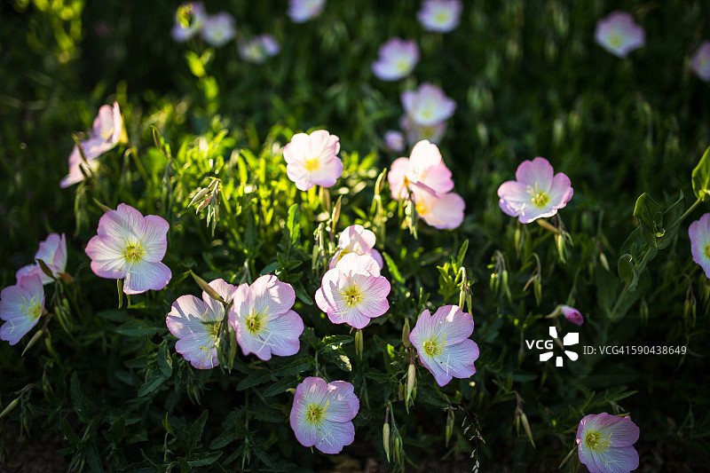 盛开的月见草图片素材