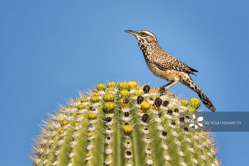 仙人掌鹪鹩栖息在巨人柱仙人掌上图片素材