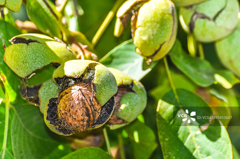 破壳而出的英国核桃图片素材
