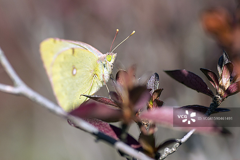 云粉蝶图片素材