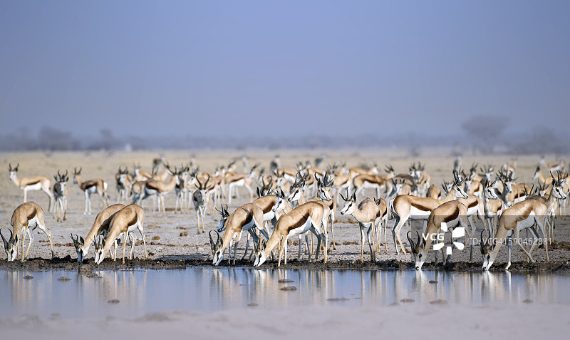 水塘边的清晨跳羚图片素材