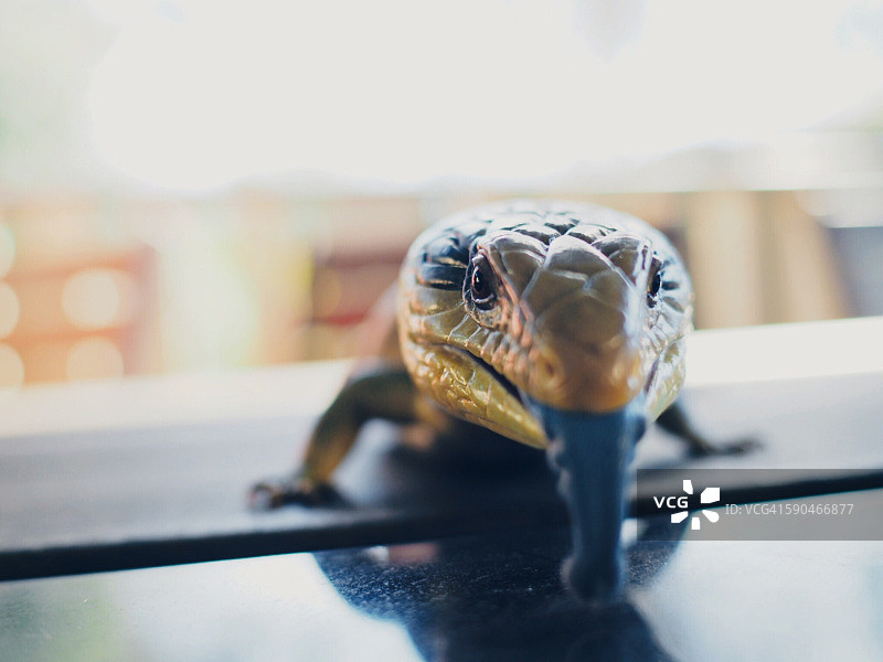 蜥蜴吐舌头的特写图片素材