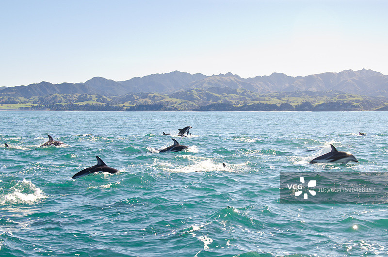 一群海豚跃出海面图片素材