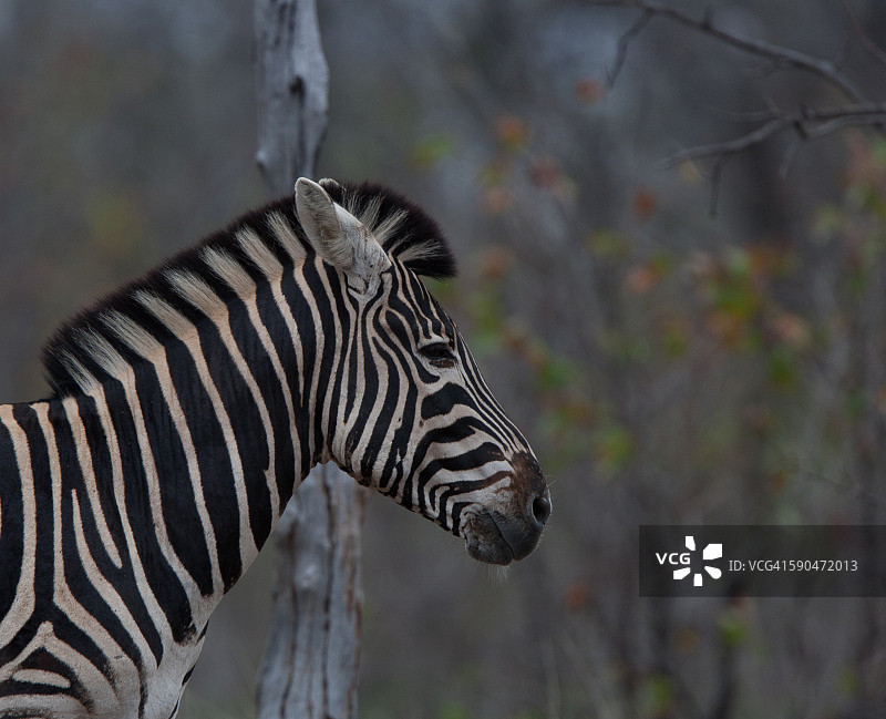 伯切尔的斑马图片素材