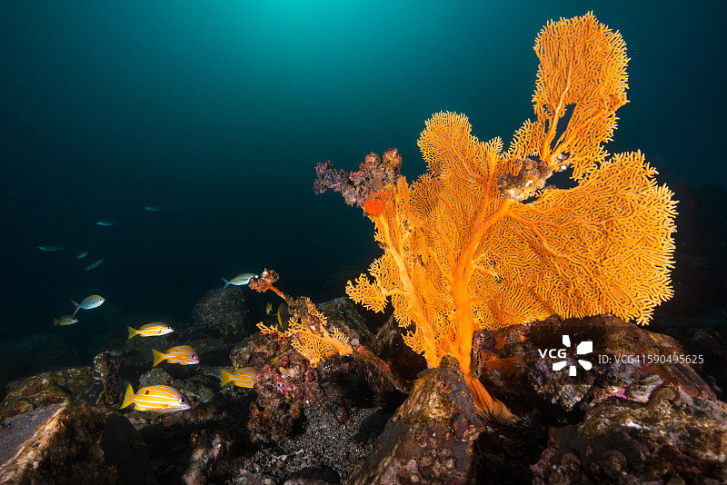 柳珊瑚和礁鱼图片素材