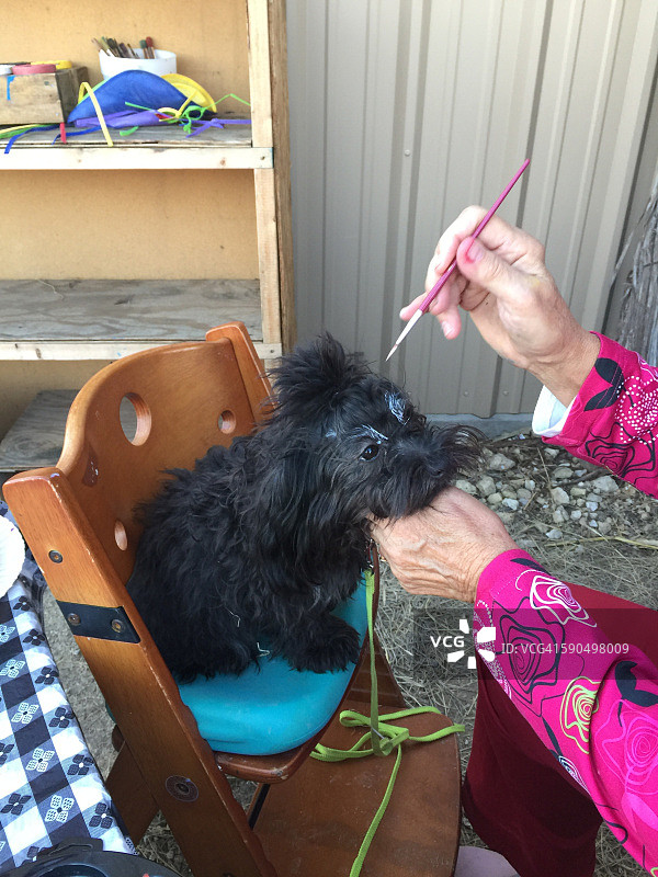 万圣节的宠物图片素材