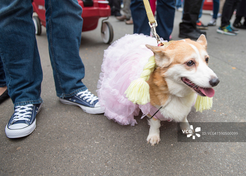 万圣节的宠物图片素材