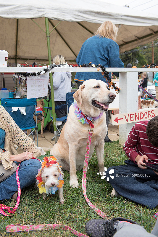 万圣节的宠物图片素材