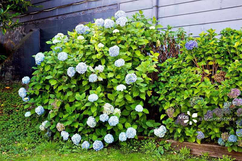 俄勒冈州蒂拉穆克市的绣球花图片素材