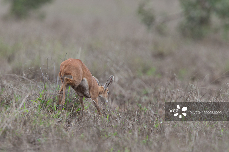 逃跑的斯坦波克羚羊图片素材