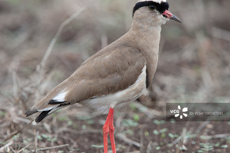 三斑鸻图片素材