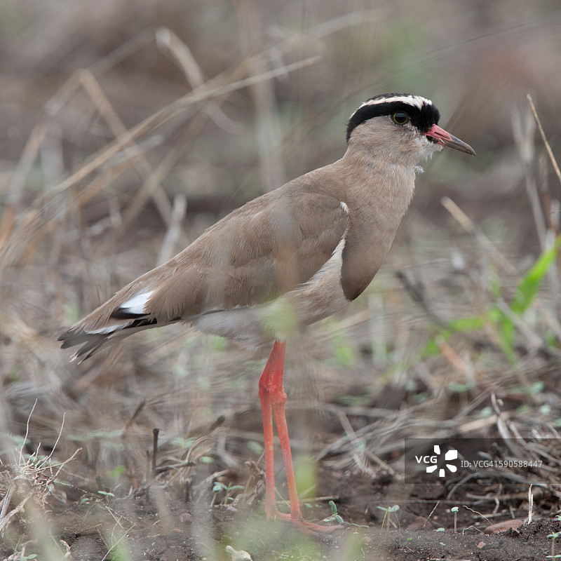 三斑鸻图片素材
