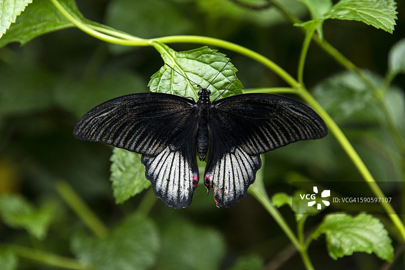 大木 Mormon凤蝶图片素材