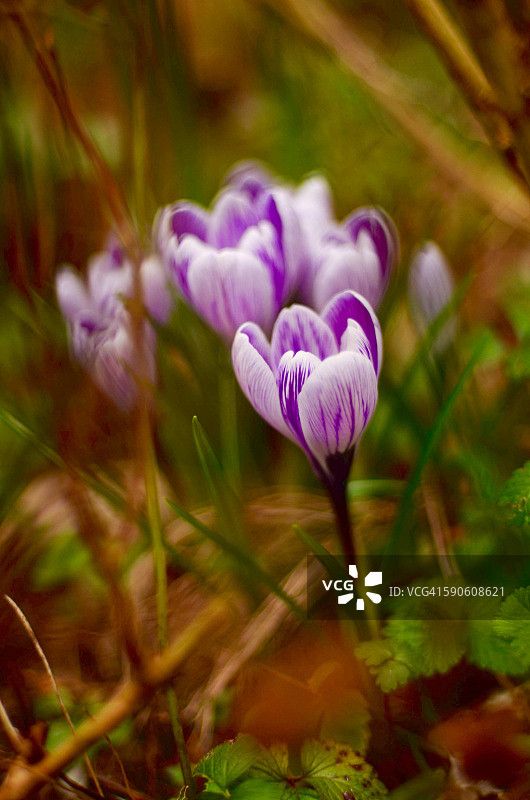 番红花图片素材