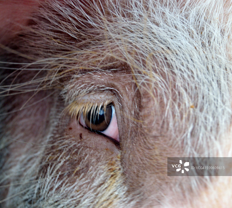 猪的眼睛图片素材