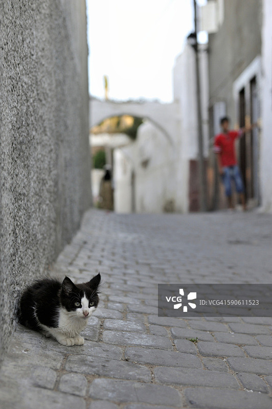 来自阿泽穆尔的可爱小猫图片素材