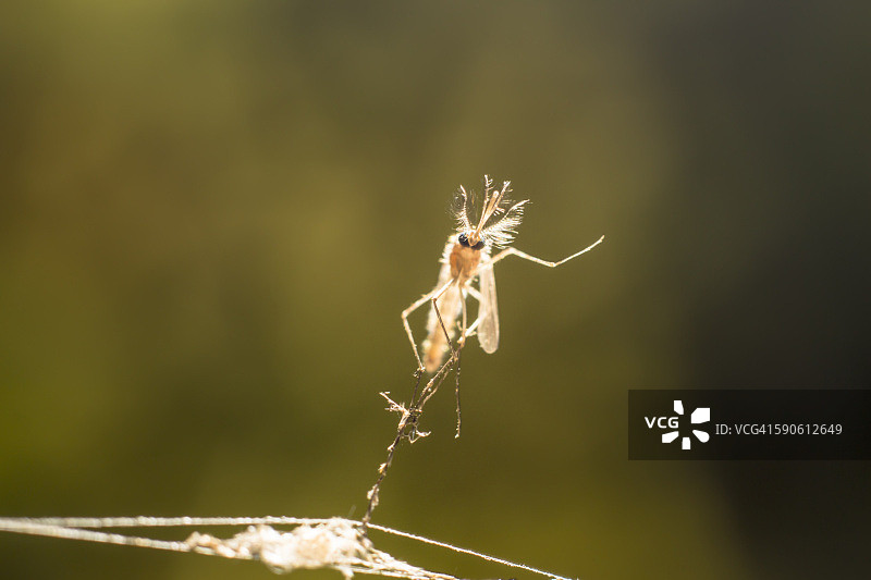 蜘蛛网中的蚊子图片素材