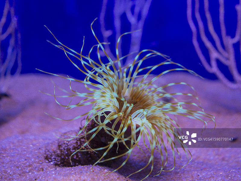 丝状角海葵图片素材