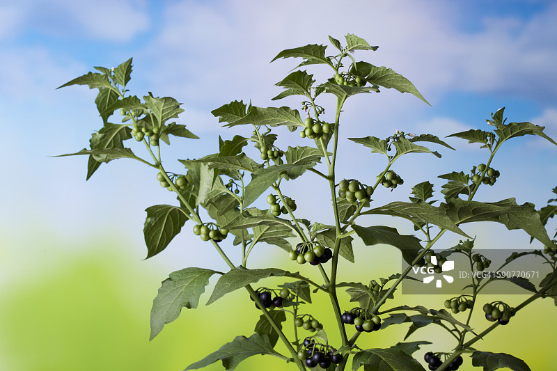 龙葵，茄科植物图片素材