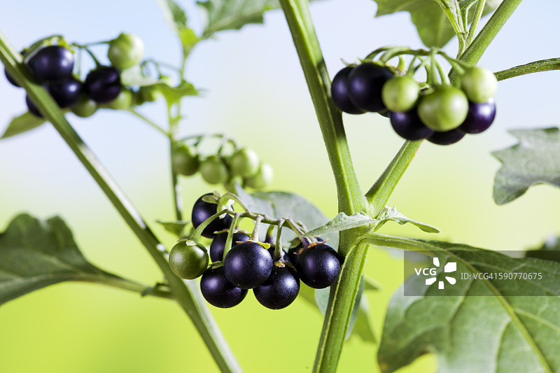 龙葵，茄科植物，有毒植物，成熟和未成熟的浆果图片素材