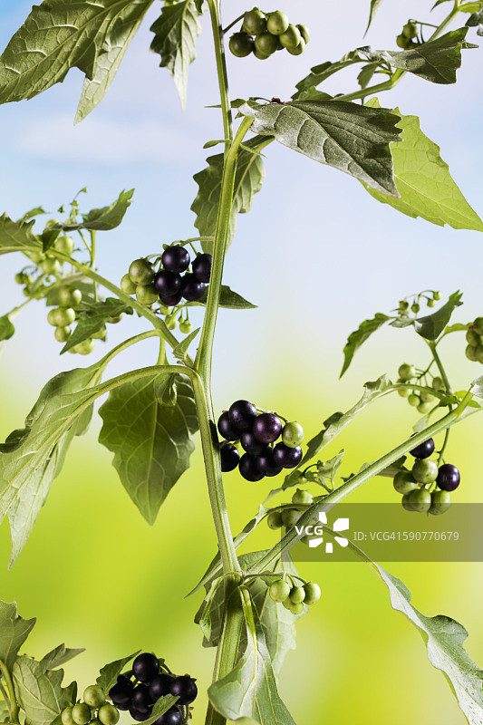 龙葵，茄科植物图片素材