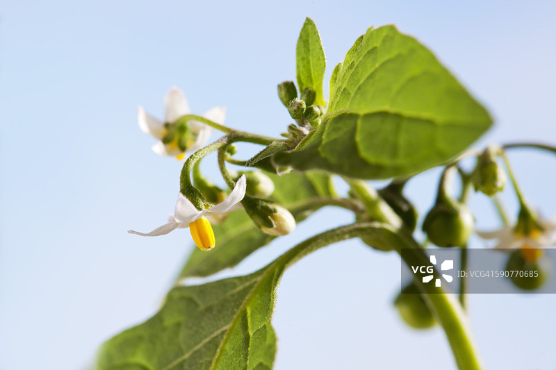龙葵花，茄科植物，有毒图片素材
